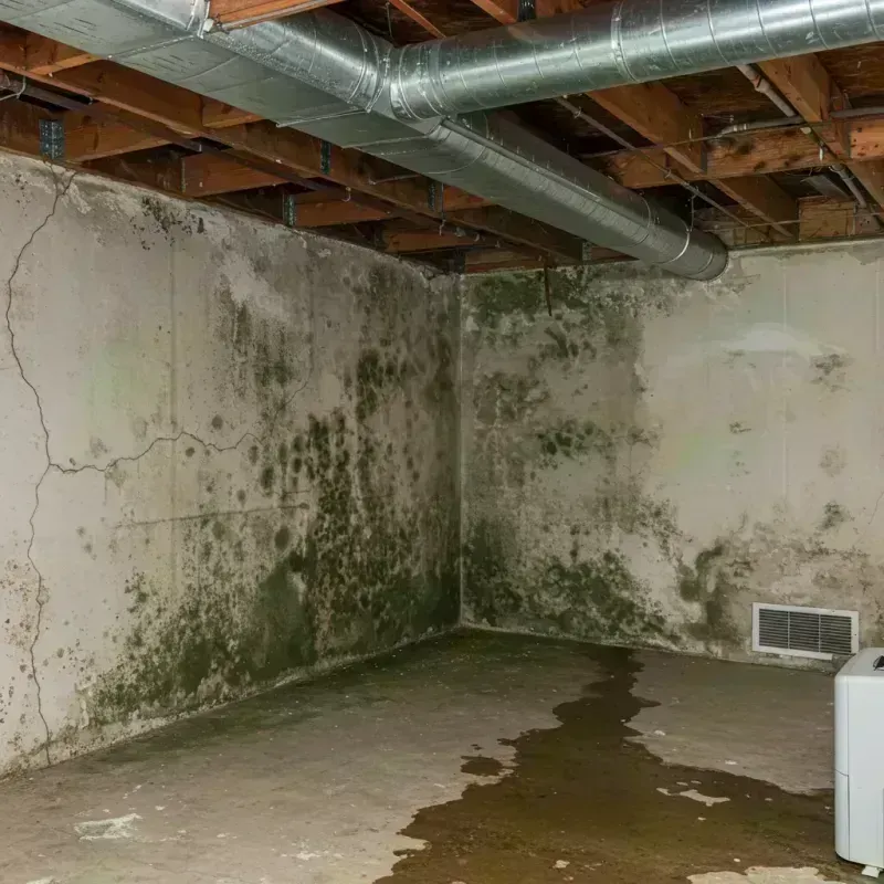 Professional Mold Removal in Walnut Grove, WA